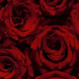 Pašlīmējošas fototapetes virtuvei - Sarkanas rozes (260x60 cm) Art4home