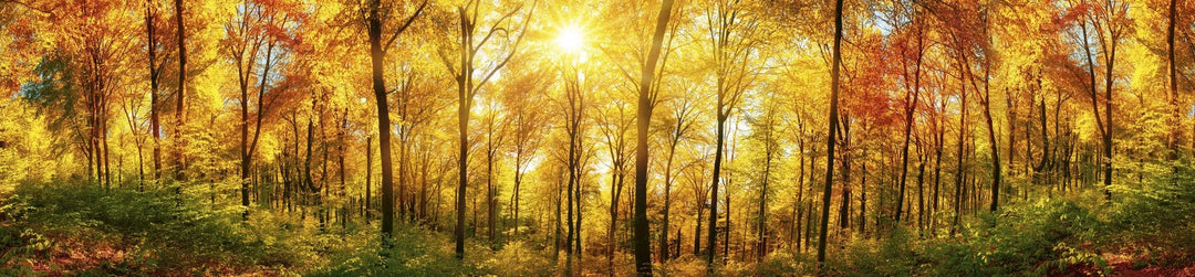 Pašlīmējošas fototapetes virtuvei - Saulains mežs 2 (260x60 cm) Art4home