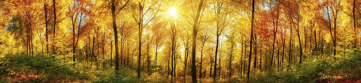 Pašlīmējošas fototapetes virtuvei - Saulains mežs 2 (260x60 cm) Art4home