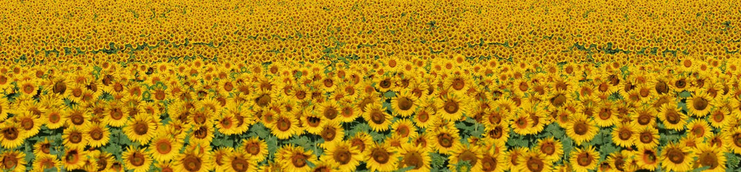 Pašlīmējošas fototapetes virtuvei - Saulespuķes  (260x60 cm) Art4home