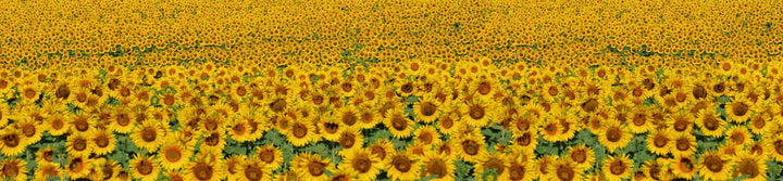 Pašlīmējošas fototapetes virtuvei - Saulespuķes  (260x60 cm) Art4home