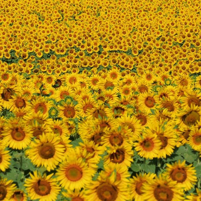 Pašlīmējošas fototapetes virtuvei - Saulespuķes  (260x60 cm) Art4home