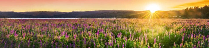 Pašlīmējošas fototapetes virtuvei - Saulriets pļavā (260x60 cm) Art4home