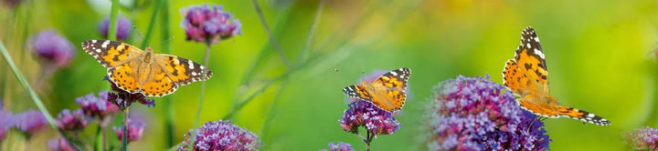 Pašlīmējošas fototapetes virtuvei - Tauriņi uz ziediem (260x60 cm) Art4home