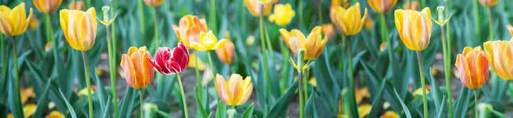 Pašlīmējošas fototapetes virtuvei ar skaistiem ziediem - Tulpes  (260x60 cm) Art4home