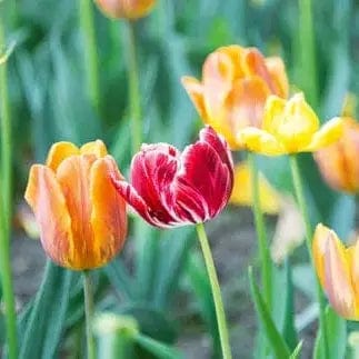 Pašlīmējošas fototapetes virtuvei ar skaistiem ziediem - Tulpes  (260x60 cm) Art4home