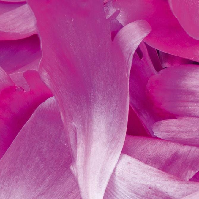 Pašlīmējošas fototapetes virtuvei - Violetās ziedlapiņas  (260x60 cm) Art4home