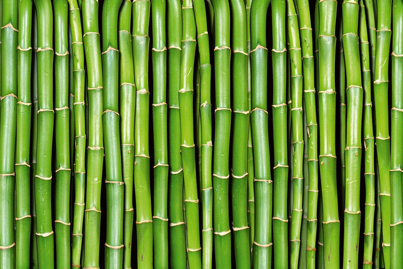 Fototapetes - Zaļš bambuss D-ART