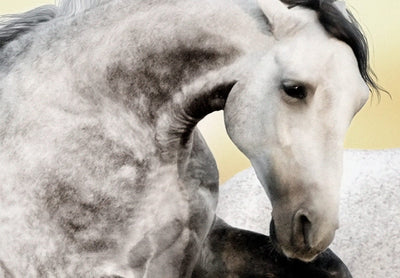 Kanva ar zirgiem - Zirgu ganāmpulks (5 daļas), Platleņķa, 126876 G-ART.