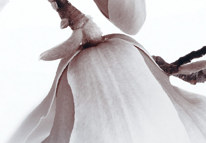 Glezna - Magnolijas virs ūdens , (x 5), pelēka, 123645 G-ART