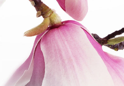 Paveikslai ant drobės Magnolijos virš vandens (5 vnt.), rožinės spalvos, 123643 G-ART.