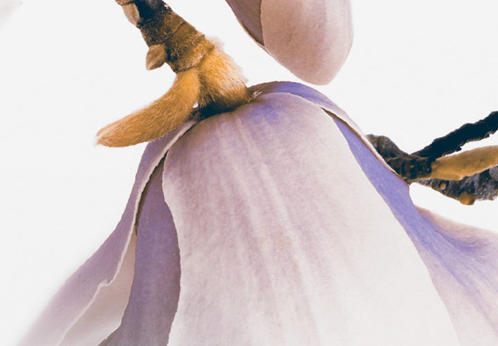 Glezna - Magnolijas virs ūdens , (x 5), violeta, 123644 G-ART
