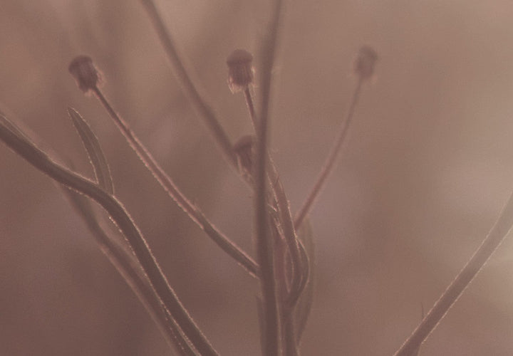 Glezna ar lauku ziediem agrā rītā, sepia, (1 daļa), vertikāla 130749  G-ART.
