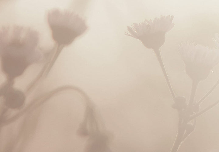 Glezna ar lauku ziediem agrā rītā, sepia, (1 daļa), vertikāla 130749  G-ART.