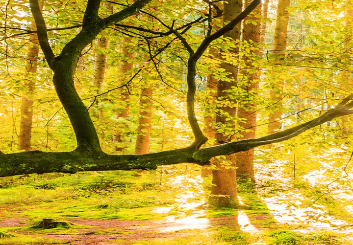 Glezna - ar rudens ainavu - Rudens pārdomas G-ART.