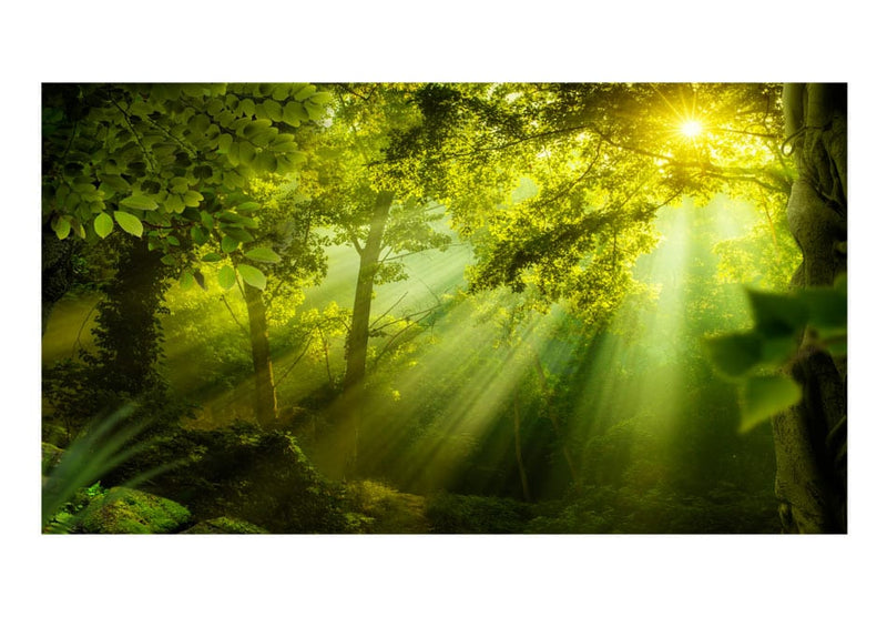 Suurikokoinen Valokuvatapetti - Salaperäinen metsä II (500x280 cm) G-ART